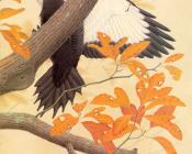 威廉齐默曼 - Pileated Woodpecker